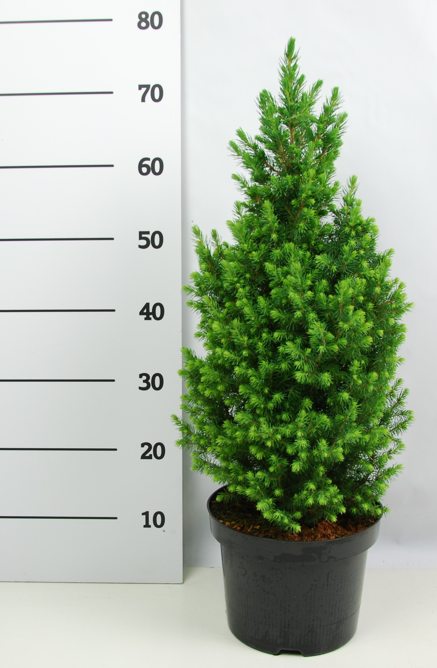 Ель канадская Перфекта